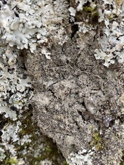 Rinodina ascociscana