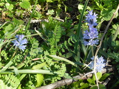 Bellevalia hyacinthoides