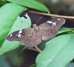 Celaenorrhinus similis