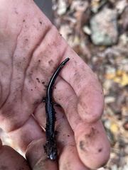 Plethodon hubrichti