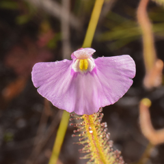 Utricularia uniflora