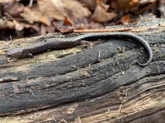 Plethodon hubrichti