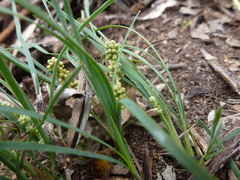 Lomandra collina