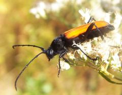 Tragidion coquus