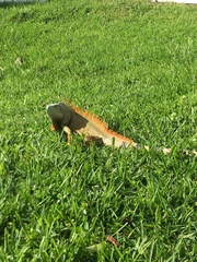 Iguana iguana