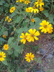 Heliopsis buphthalmoides