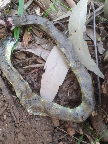 Tiger Snake sighting