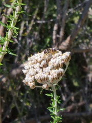 Copestylum marginatum