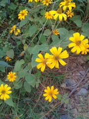 Heliopsis buphthalmoides