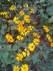 Heliopsis buphthalmoides