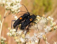 Tragidion coquus