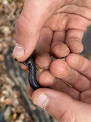 Plethodon hubrichti