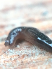 Rhynchodemus sylvaticus