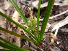 Carex breviculmis