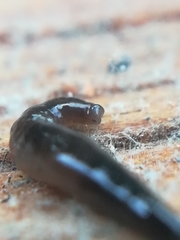 Rhynchodemus sylvaticus