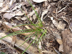 Carex breviculmis