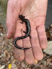 Plethodon hubrichti