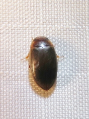 Copelatus chevrolati