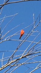 Pyrocephalus rubinus