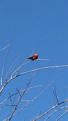 Pyrocephalus rubinus