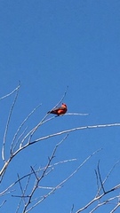 Pyrocephalus rubinus
