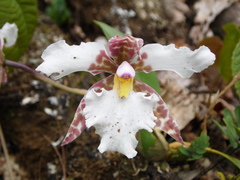 Rhynchostele rossii