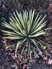 Yucca filamentosa filamentosa