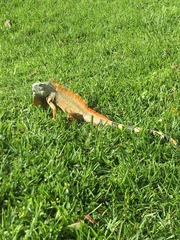 Iguana iguana
