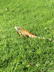 Iguana iguana