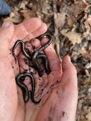 Plethodon hubrichti
