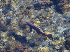 Oncorhynchus masou formosanus
