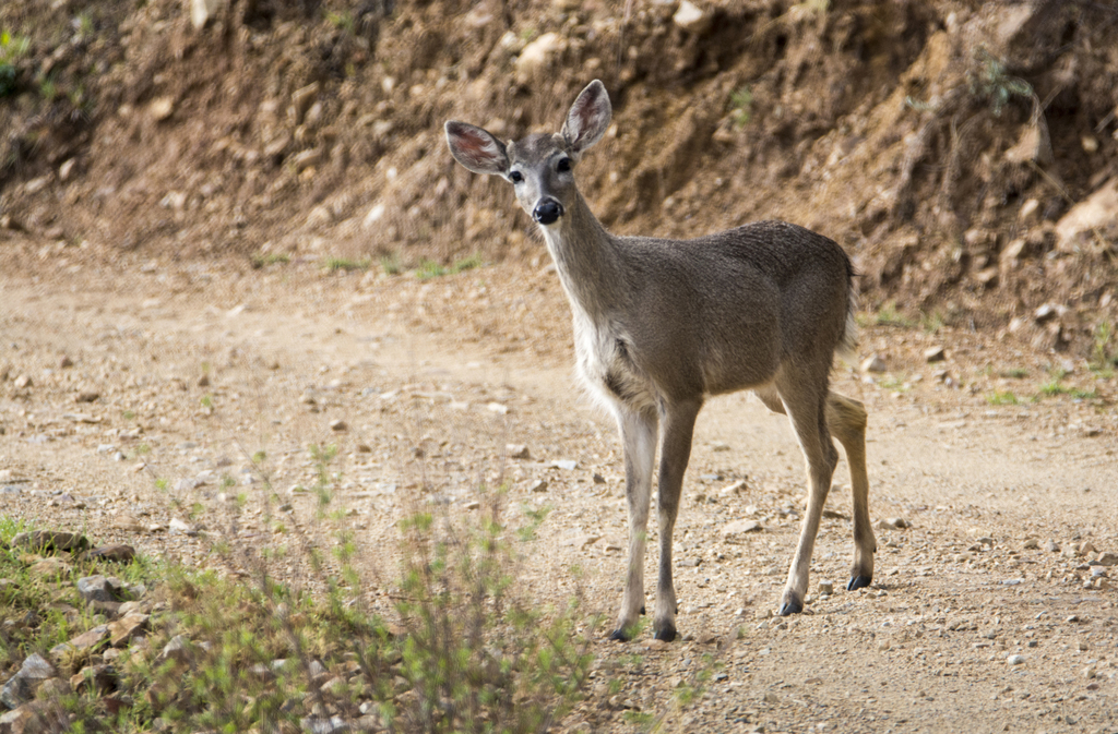 Andean White-tailed Deer