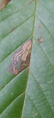Stigmella villosella