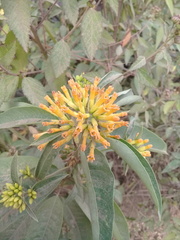 Cestrum thyrsoideum