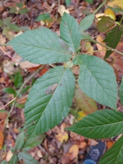 Stigmella villosella