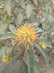 Cestrum thyrsoideum