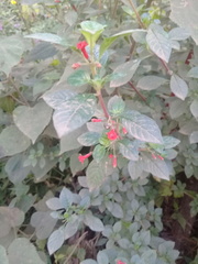 Fuchsia thymifolia
