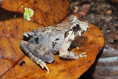 Limnonectes malesianus