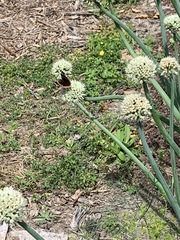 Allium cepa aggregatum