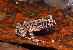 Leptobrachella hamidi