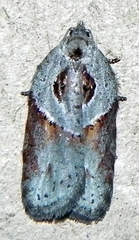 Acleris maculidorsana