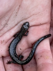 Plethodon hubrichti