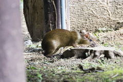 Dasyprocta variegata