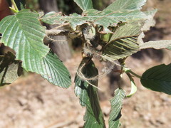 Cercocarpus macrophyllus