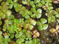 Marsilea mollis