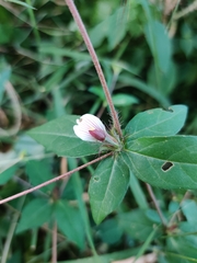 Blepharis maderaspatensis