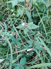 Blepharis maderaspatensis