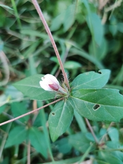 Blepharis maderaspatensis