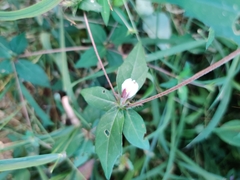 Blepharis maderaspatensis