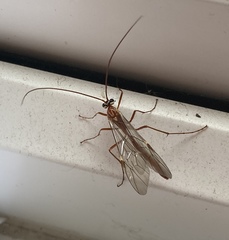 Ophion obscuratus